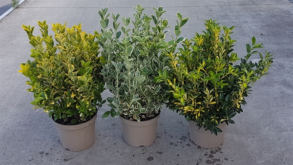 Euonymus Mix