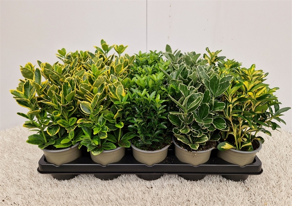 Euonymus Mixtray