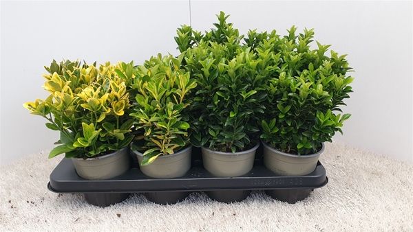 Euonymus Japonicus Mixtray
