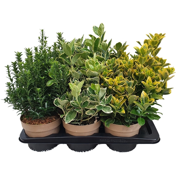 Euonymus Japonicus Mixtray