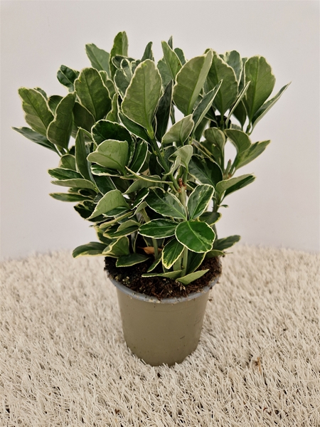 Euonymus Fortunei Silver Queen