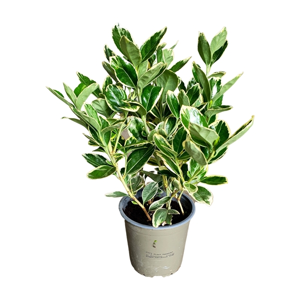 Euonymus Fortunei Silver Queen