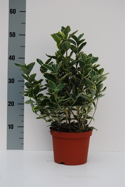 Euonymus Fortunei Silver Queen