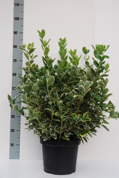 Euonymus Silver Queen