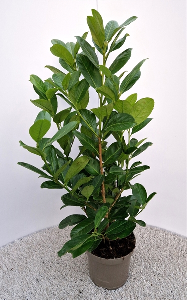 Prunus Laurocerasus Rotundifolia