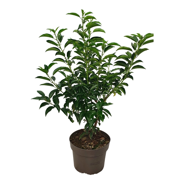 Prunus Lusitanica Angustifolia