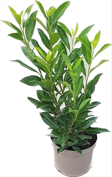 Prunus Laurocerasus Caucasica