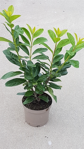 Prunus Laurocerasus Novita