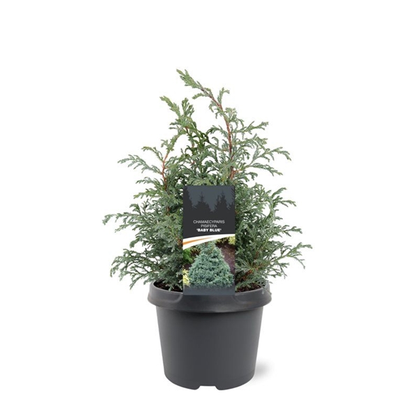 Chamaecyparis Pisifera Baby Blue