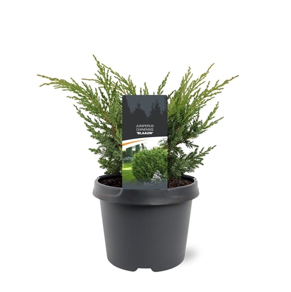 Juniperus Chinensis Blaauw
