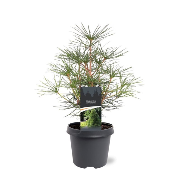 Sciadopitys Verticillata