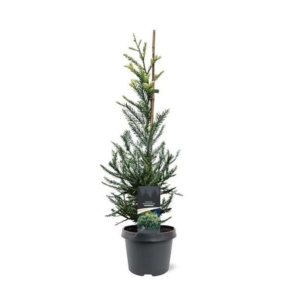 Sequoia Sempervirens Adpressa