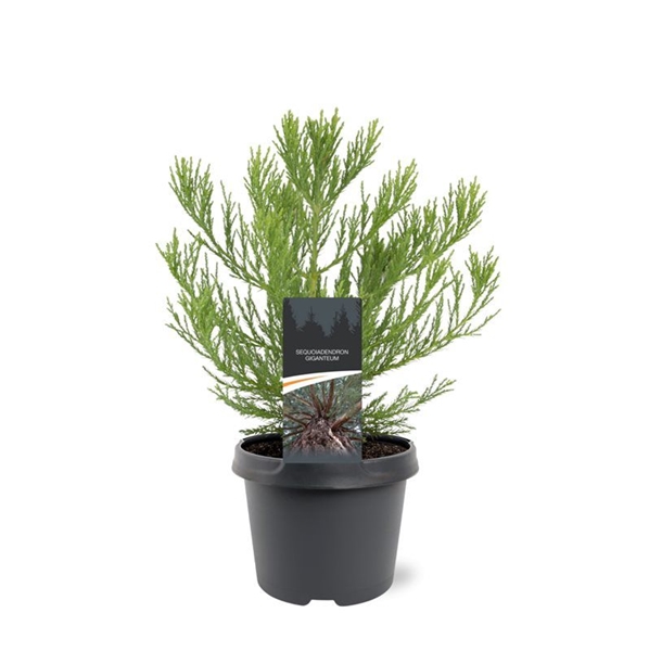 Sequoiadendron Giganteum