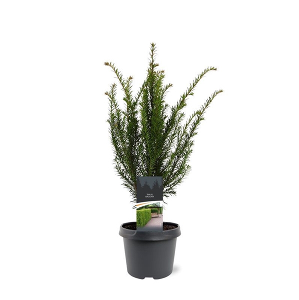 Taxus Baccata