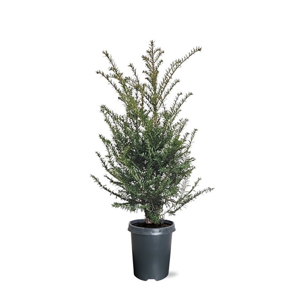 Taxus Baccata