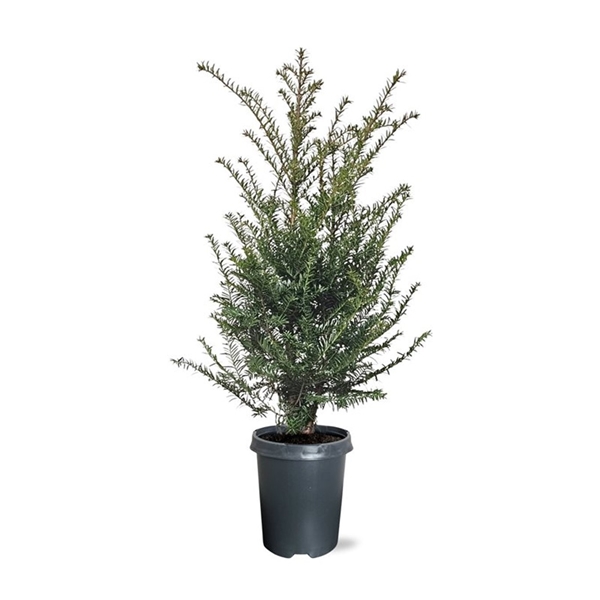 Taxus Baccata