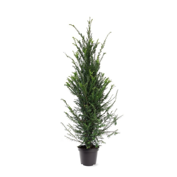 Taxus Baccata