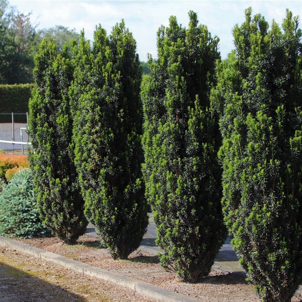 Taxus Baccata Black Tower
