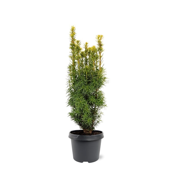 Taxus Baccata David