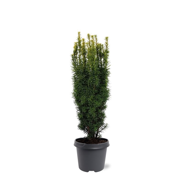Taxus Baccata David