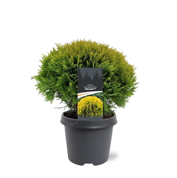 Thuja Occidentalis Mirjam