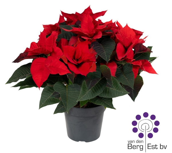 Euphorbia Poinsettia Red