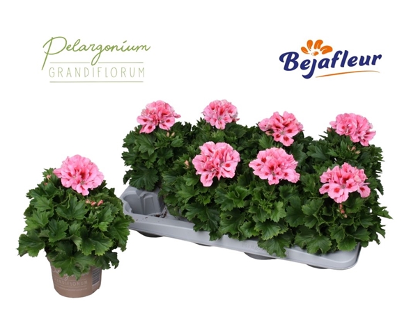 Pelargonium Grandiflorum Fenna