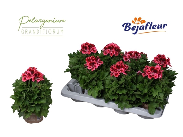 Pelargonium Grandiflorum Kate
