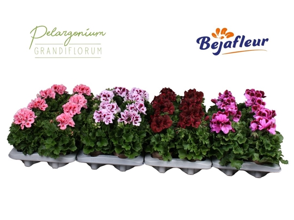 Pelargonium Grandiflorum Mixlage