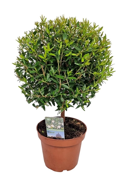 Myrtus Communis Stam