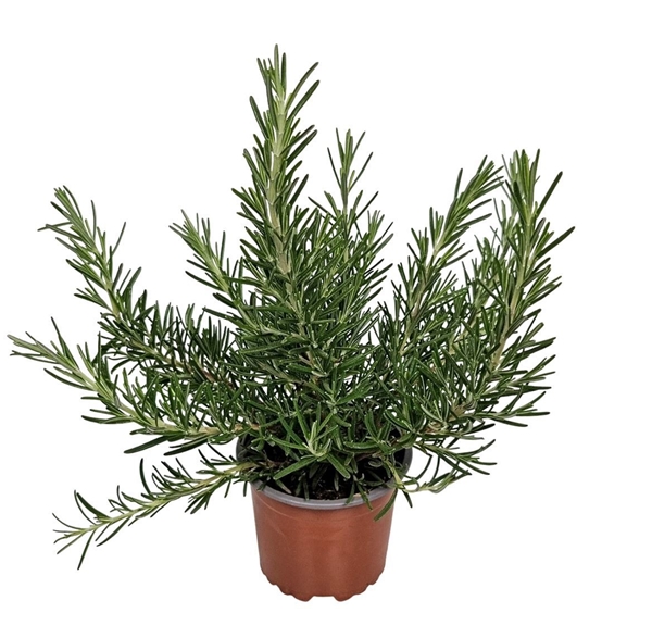 Rosmarinus Prostratus 