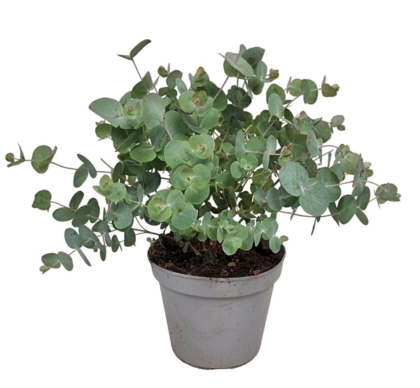 Eucalyptus Silver Dollar Bush