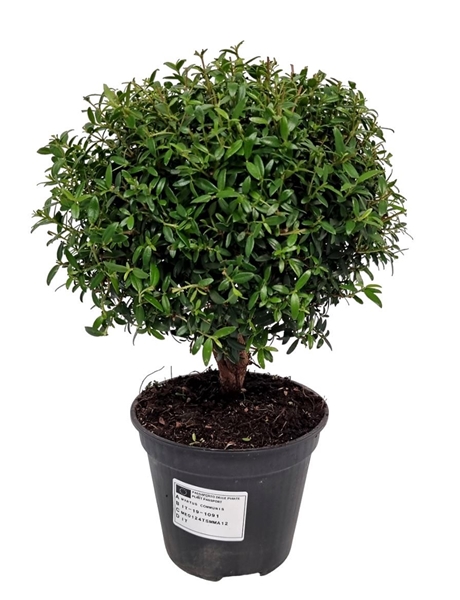 Myrtus Communis Stam