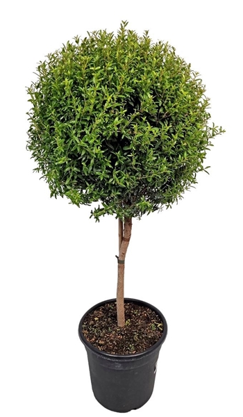 Myrtus Communis Stam