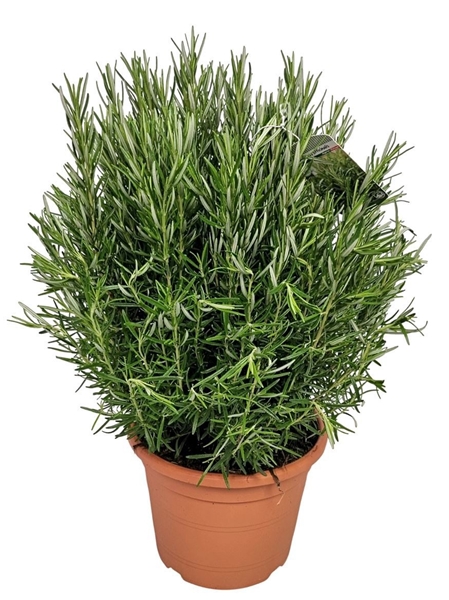 Rosmarinus Officinalis Bush 