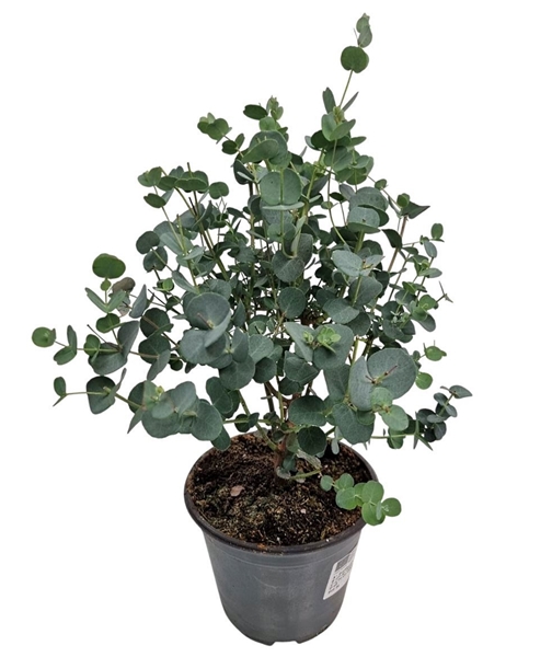 Eucalyptus Gunnii Bush