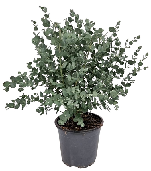 Eucalyptus Gunni Bush