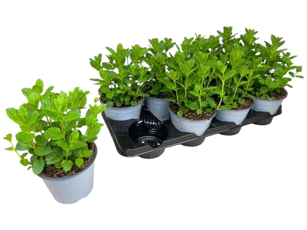 Mentha Spicata Maroc 