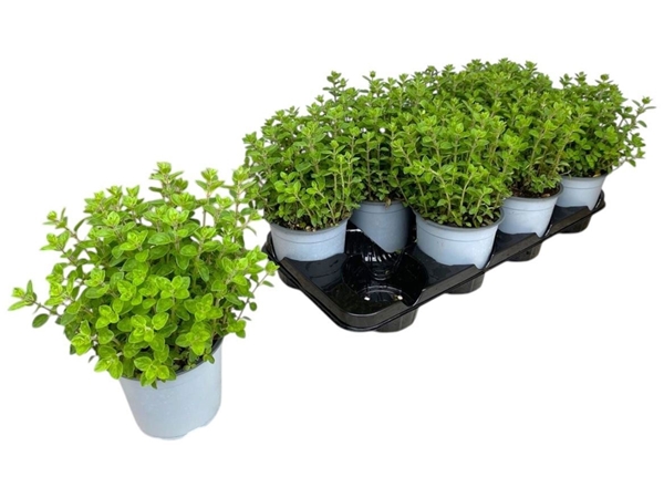 Origanum Vulgare 