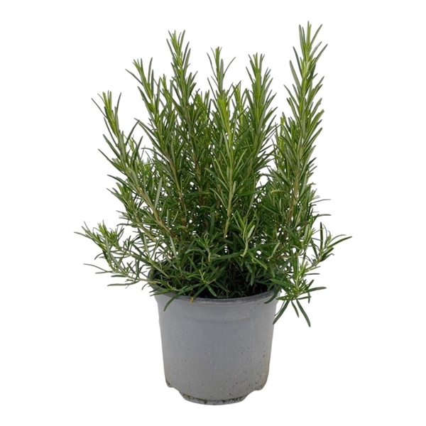 Rosmarinus Officinalis 