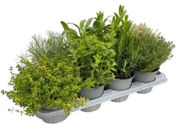 Krauter Mixtray