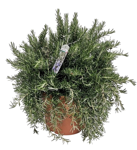 Rosmarinus Prostratus Bush 