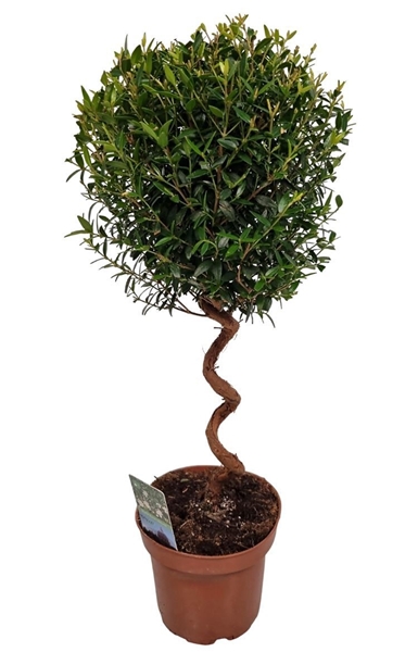 Myrtus Communis Spirale