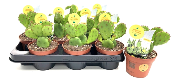Opuntia Humifusa