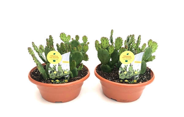 Opuntia Humifusa
