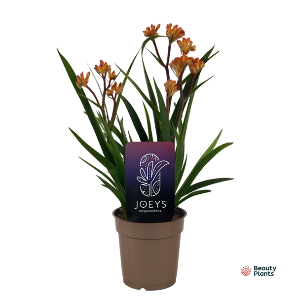 Anigozanthos Beauty Orange