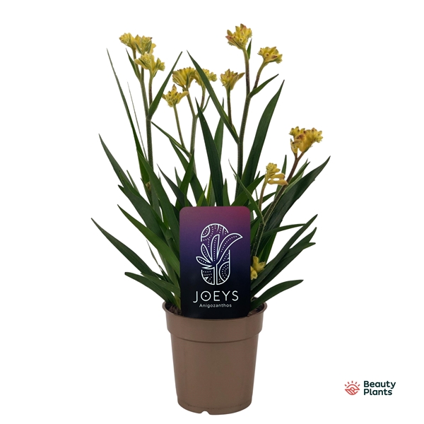 Anigozanthos Beauty Gelb