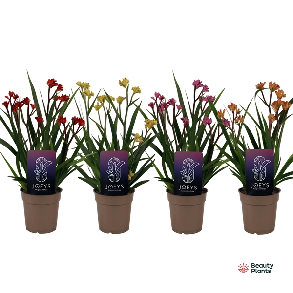 Anigozanthos Beauty Mixtray