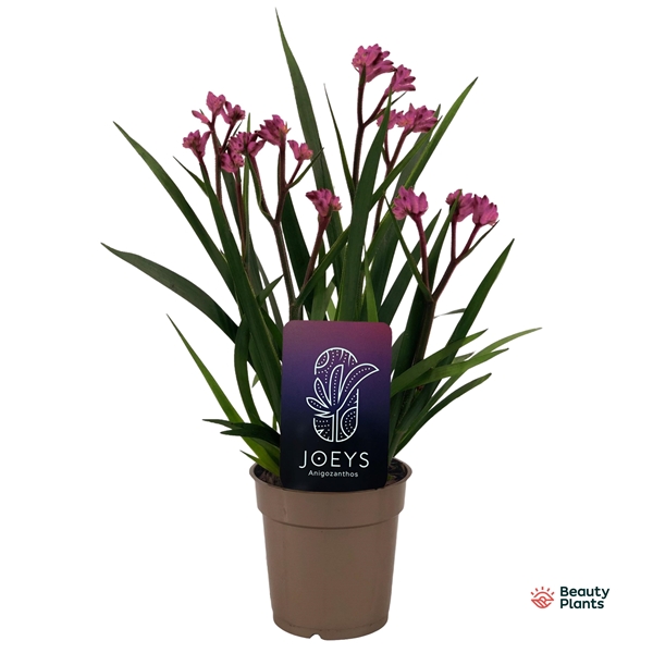 Anigozanthos Beauty Rosa