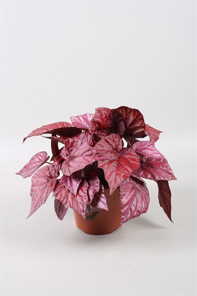 Begonia Beleaf Inca Flame